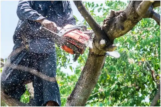 tree services Tangier